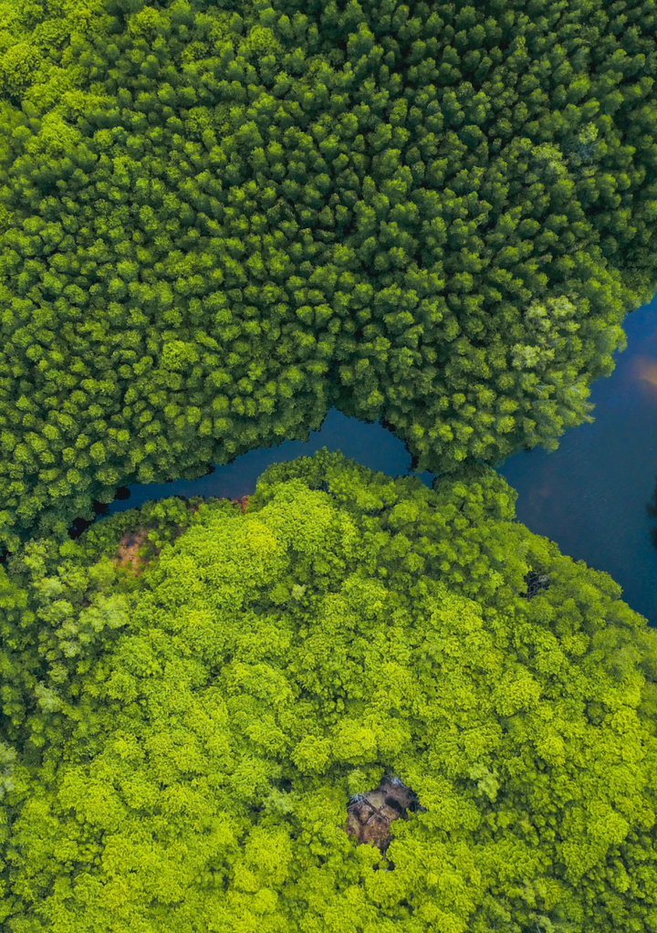 Mangroves, Malizia & Two Million Mangrove Trees