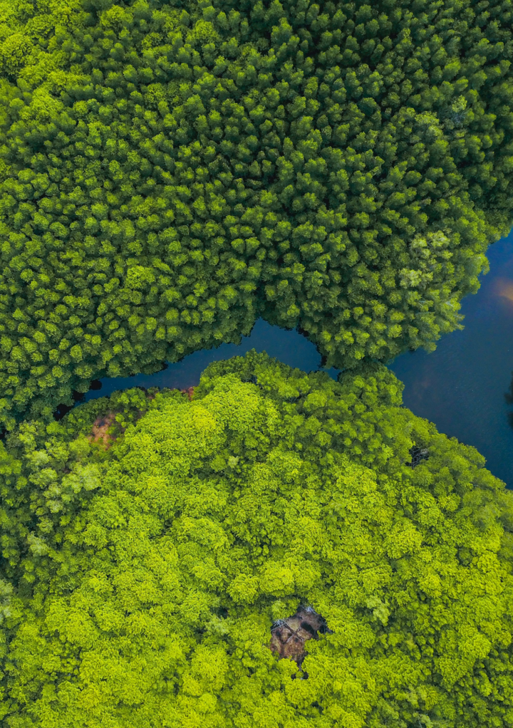 Mangroves, Malizia, and one million trees